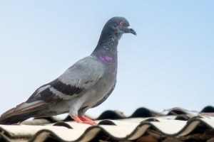 Pigeon Pest, Pest Control in Ruislip, South Ruislip, Ruislip Manor, HA4. Call Now 020 8166 9746
