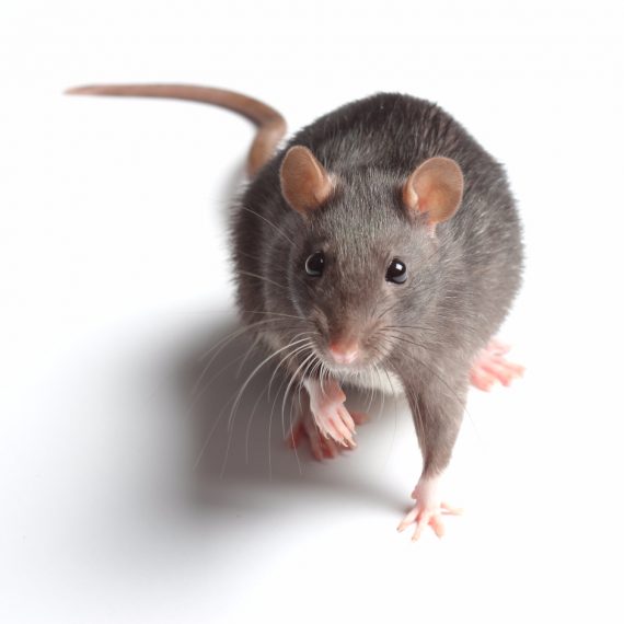 Rats, Pest Control in Ruislip, South Ruislip, Ruislip Manor, HA4. Call Now! 020 8166 9746
