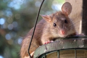 Rat Infestation, Pest Control in Ruislip, South Ruislip, Ruislip Manor, HA4. Call Now 020 8166 9746