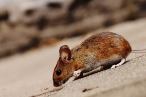 Mouse extermination, Pest Control in Ruislip, South Ruislip, Ruislip Manor, HA4. Call Now 020 8166 9746