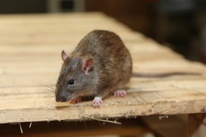 Mice Infestation, Pest Control in Ruislip, South Ruislip, Ruislip Manor, HA4. Call Now 020 8166 9746