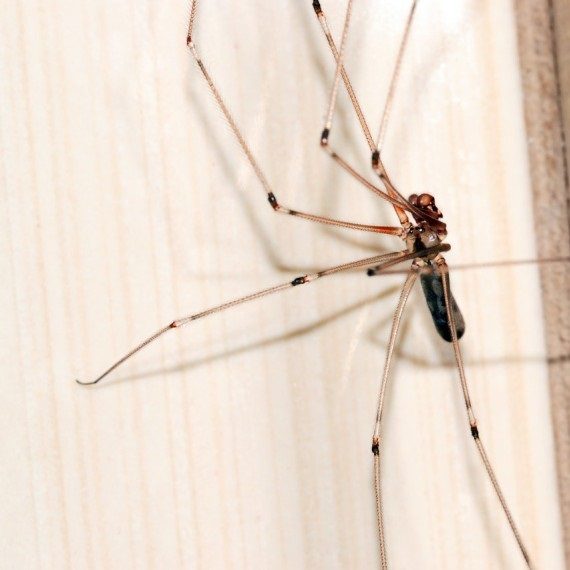Spiders, Pest Control in Ruislip, South Ruislip, Ruislip Manor, HA4. Call Now! 020 8166 9746