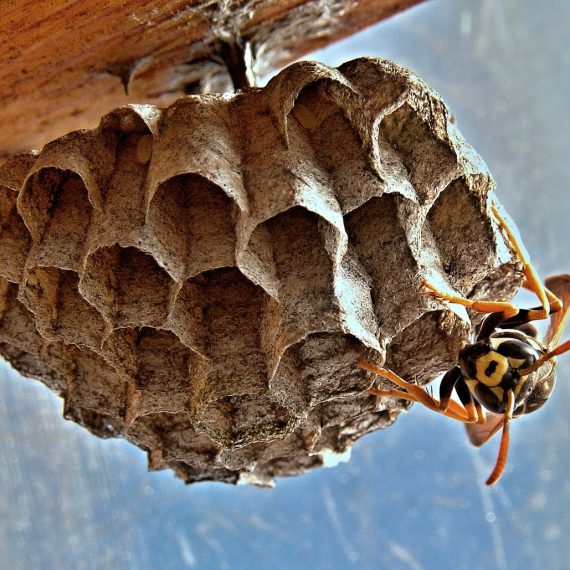 Wasps Nest, Pest Control in Ruislip, South Ruislip, Ruislip Manor, HA4. Call Now! 020 8166 9746